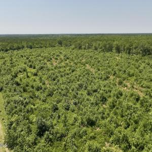 Photo #6 of Guinea Mill, Ernul, NC 461.4 acres