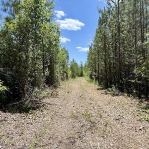 Photo #33 of Guinea Mill, Ernul, NC 461.4 acres