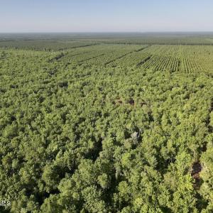 Photo #11 of Guinea Mill, Ernul, NC 461.4 acres
