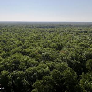 Photo #13 of Guinea Mill, Ernul, NC 461.4 acres