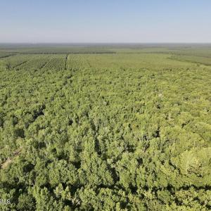 Photo #9 of Guinea Mill, Ernul, NC 461.4 acres