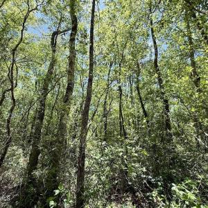 Photo #43 of Guinea Mill, Ernul, NC 461.4 acres