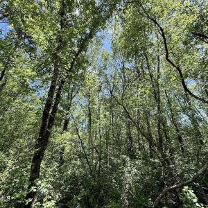 Photo #42 of Guinea Mill, Ernul, NC 461.4 acres