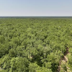 Photo #21 of Guinea Mill, Ernul, NC 461.4 acres