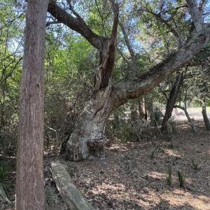 Photo #7 of 222 Bald Head, Bald Head Island, NC 0.2 acres