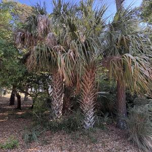 Photo #5 of 222 Bald Head, Bald Head Island, NC 0.2 acres