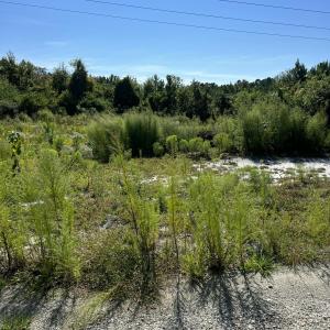 Photo #2 of 8 Hardison, Hampstead, NC 5.2 acres