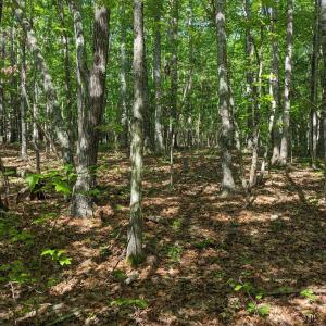 Photo #8 of 889 Old Stonehouse, Chapel Hill, NC 6.5 acres