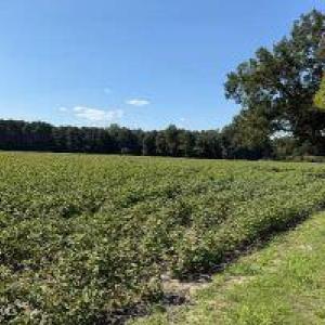 Photo #1 of 1400 Holly Springs Church, Williamston, NC 26.2 acres