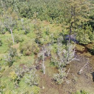 Photo #12 of Tbd Pleasant Hope, Fairmont, NC 102.8 acres