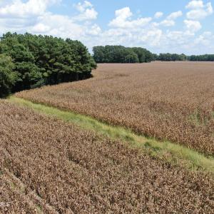 Photo #21 of Tbd Pleasant Hope, Fairmont, NC 102.8 acres