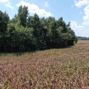 Photo #24 of Tbd Nc 41, Fairmont, NC 55.5 acres