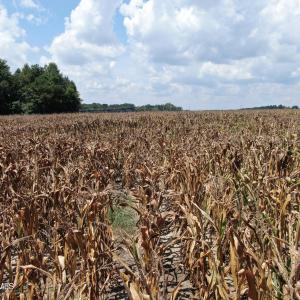 Photo #27 of Tbd Nc 41, Fairmont, NC 55.5 acres