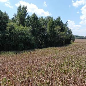 Photo #25 of Tbd Nc 41, Fairmont, NC 55.5 acres