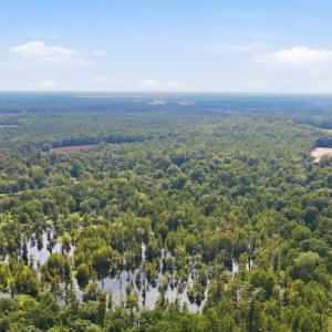 Photo #18 of 315 Heath, Trenton, NC 234.3 acres