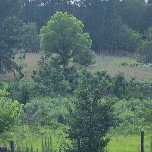Photo #3 of Tbd Dusty, Aberdeen, NC 5.0 acres