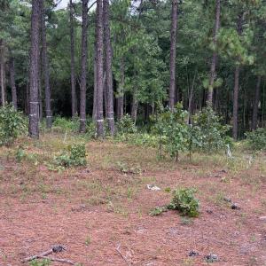 Photo #13 of 103 Haddington, Pinehurst, NC 1.2 acres