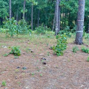 Photo #12 of 103 Haddington, Pinehurst, NC 1.2 acres