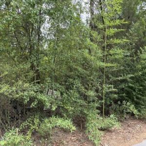 Photo #1 of 105 Lamar, Beech Island, SC 0.5 acres