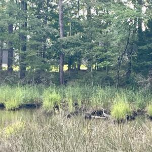 Photo #9 of 671 Plantation, Oriental, NC 1.9 acres