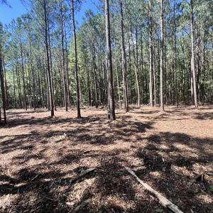 Photo #5 of Lot 1 Elm, Belhaven, NC 0.3 acres
