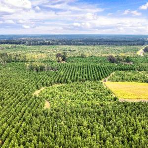 Photo #22 of 795 Pollard Swamp, Vanceboro, NC 214.8 acres