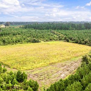 Photo #23 of 795 Pollard Swamp, Vanceboro, NC 214.8 acres