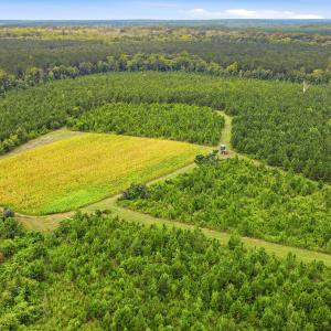 Photo #12 of 795 Pollard Swamp, Vanceboro, NC 214.8 acres