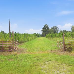 Photo #8 of 795 Pollard Swamp, Vanceboro, NC 214.8 acres