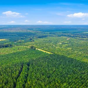 Photo #19 of 795 Pollard Swamp, Vanceboro, NC 214.8 acres