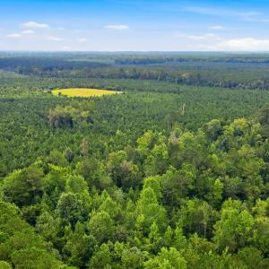 Photo #7 of 795 Pollard Swamp, Vanceboro, NC 214.8 acres