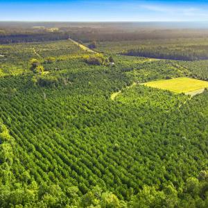 Photo #1 of 795 Pollard Swamp, Vanceboro, NC 214.8 acres