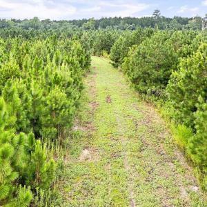 Photo #28 of 795 Pollard Swamp, Vanceboro, NC 214.8 acres