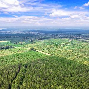 Photo #30 of 795 Pollard Swamp, Vanceboro, NC 214.8 acres