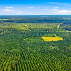 Photo #3 of 795 Pollard Swamp, Vanceboro, NC 214.8 acres