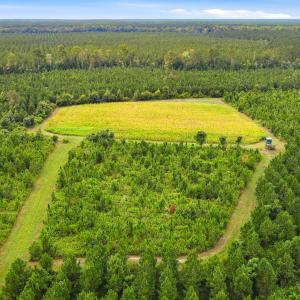 Photo #11 of 795 Pollard Swamp, Vanceboro, NC 214.8 acres