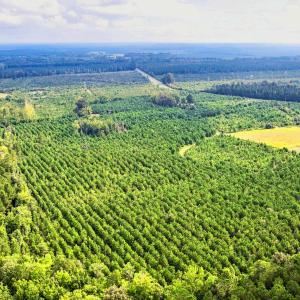 Photo #21 of 795 Pollard Swamp, Vanceboro, NC 214.8 acres