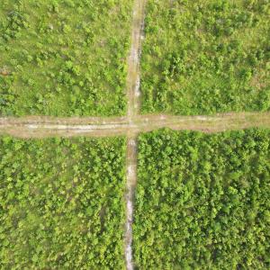 Photo #4 of 795 Pollard Swamp, Vanceboro, NC 214.8 acres