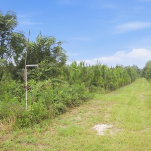 Photo #10 of 795 Pollard Swamp, Vanceboro, NC 214.8 acres