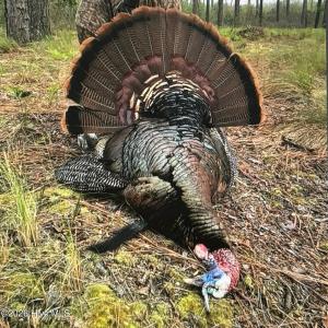 Photo #8 of Richardson, Warrenton, NC 49.3 acres