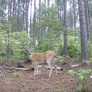 Photo #4 of Richardson, Warrenton, NC 49.3 acres