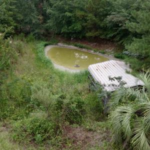 Photo #14 of 500 Glover, Warrenville, SC 11.4 acres