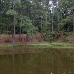 Photo #12 of 500 Glover, Warrenville, SC 11.4 acres