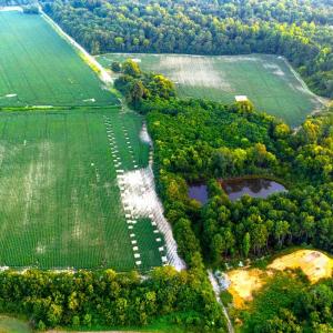 Photo #5 of Johnson East, Dunn, NC 49.5 acres