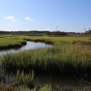Photo #4 of 404 Madewood, Newport, NC 4.5 acres