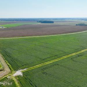 Photo #13 of Davis, Mount Olive, NC 178.9 acres