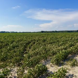 Photo #2 of Davis, Mount Olive, NC 178.9 acres