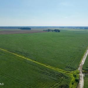 Photo #8 of Davis, Mount Olive, NC 178.9 acres