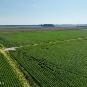 Photo #12 of Davis, Mount Olive, NC 178.9 acres