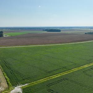 Photo #11 of Davis, Mount Olive, NC 178.9 acres